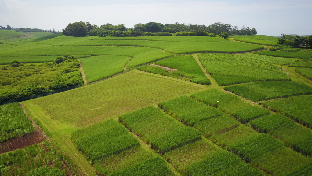 An image of a sugarcane plantation field