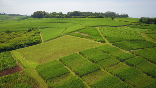 An image of a sugarcane plantation field