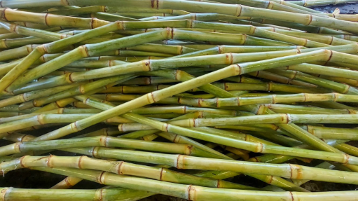 An image of sugarcane stalks
