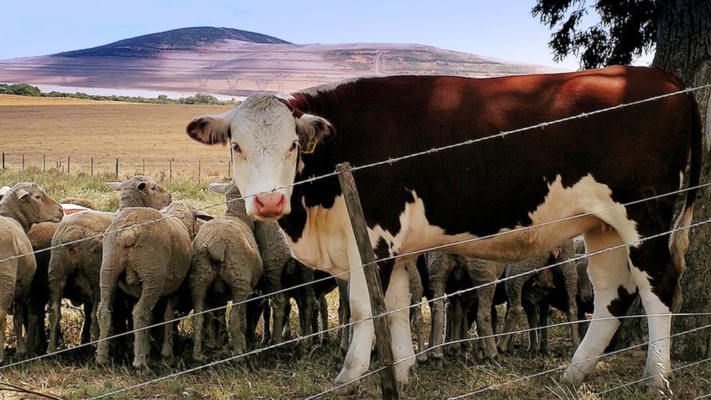 Sheep and cow on farm