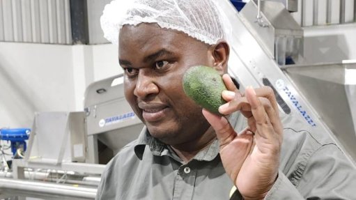 Hulisani Madau from Ecovado holding up an Avo at the new avocado oil processing plant