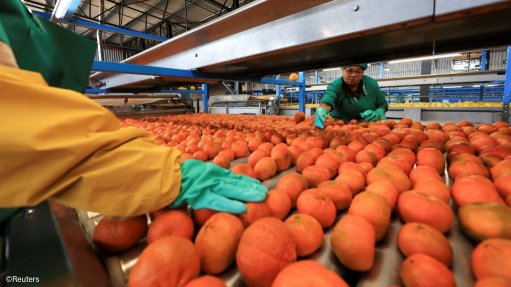 Citrus being sorted