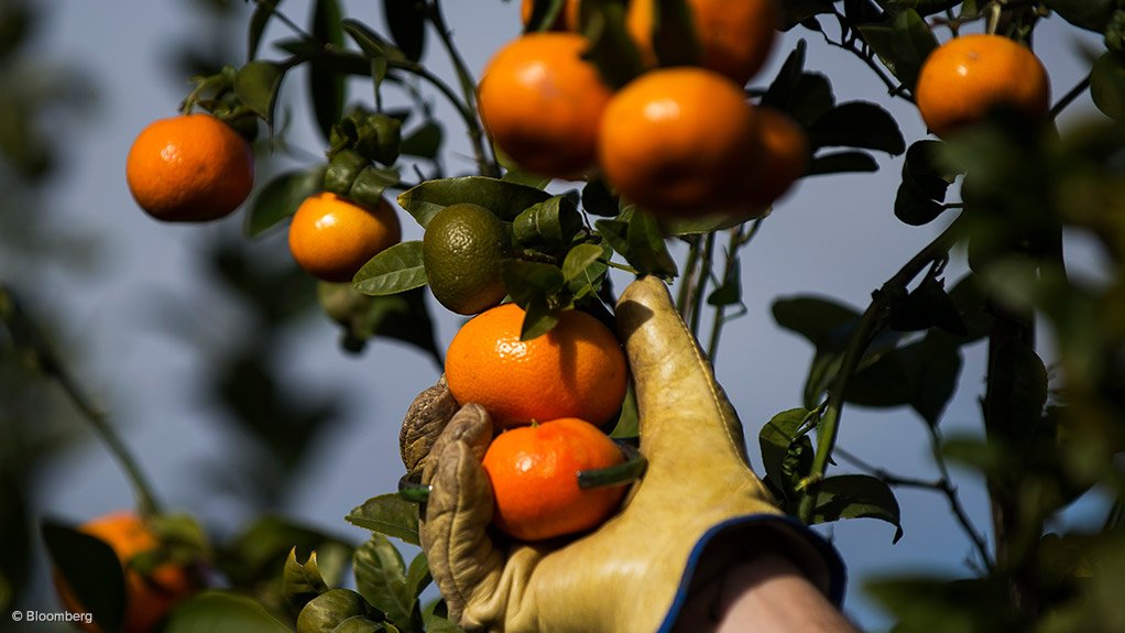 Citrus being picked