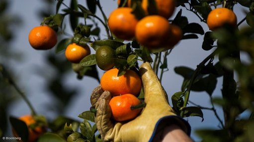 Citrus being picked