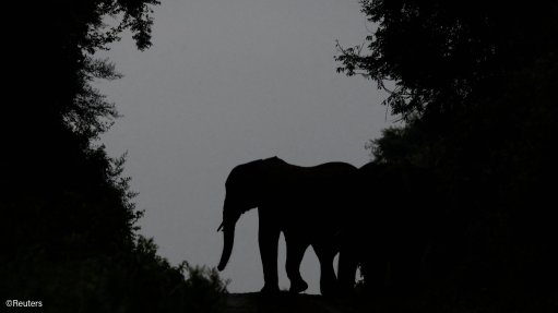 The silhouette of an elephant