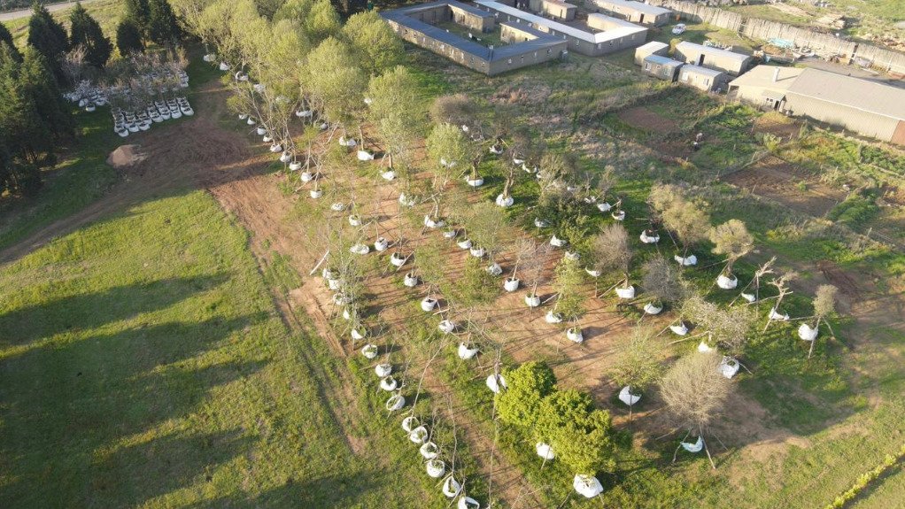 Brahman Hills tree planting sanctuary