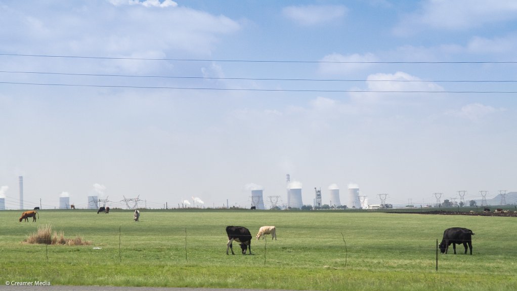 Cattle in a field