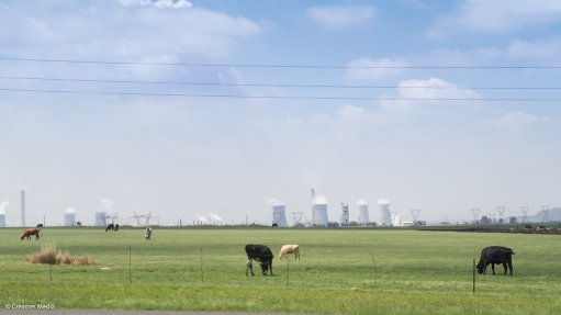 Cattle in a field