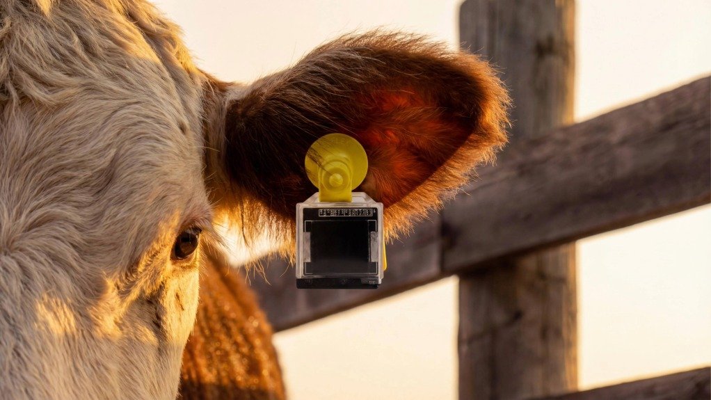 Cow with ear tag