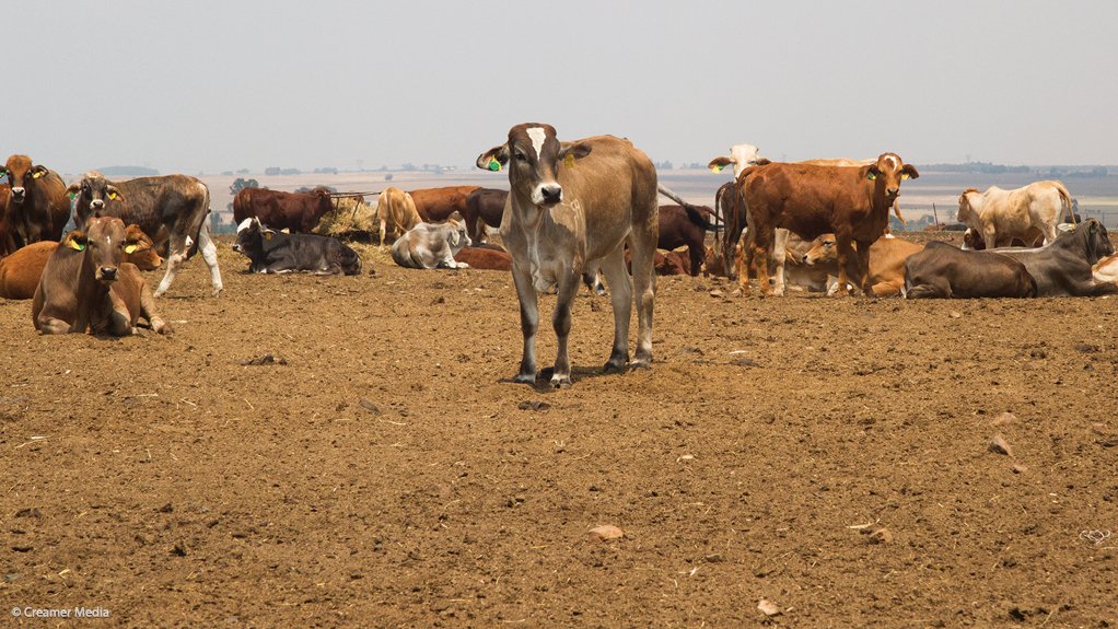 Cattle on farm