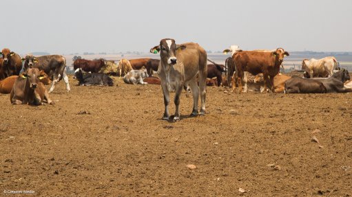 Cattle on farm