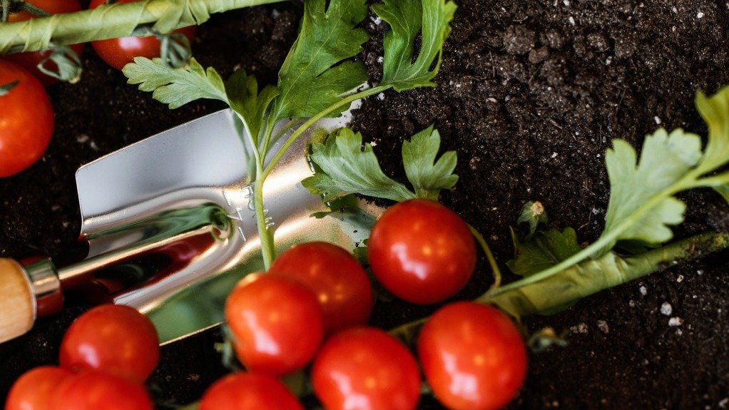 Cherry tomatoes in soil