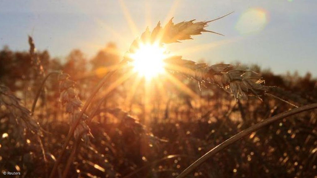 Wheat