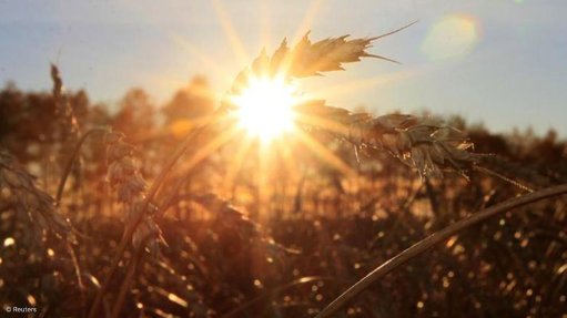 Wheat