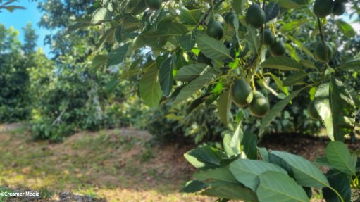 Avo farm