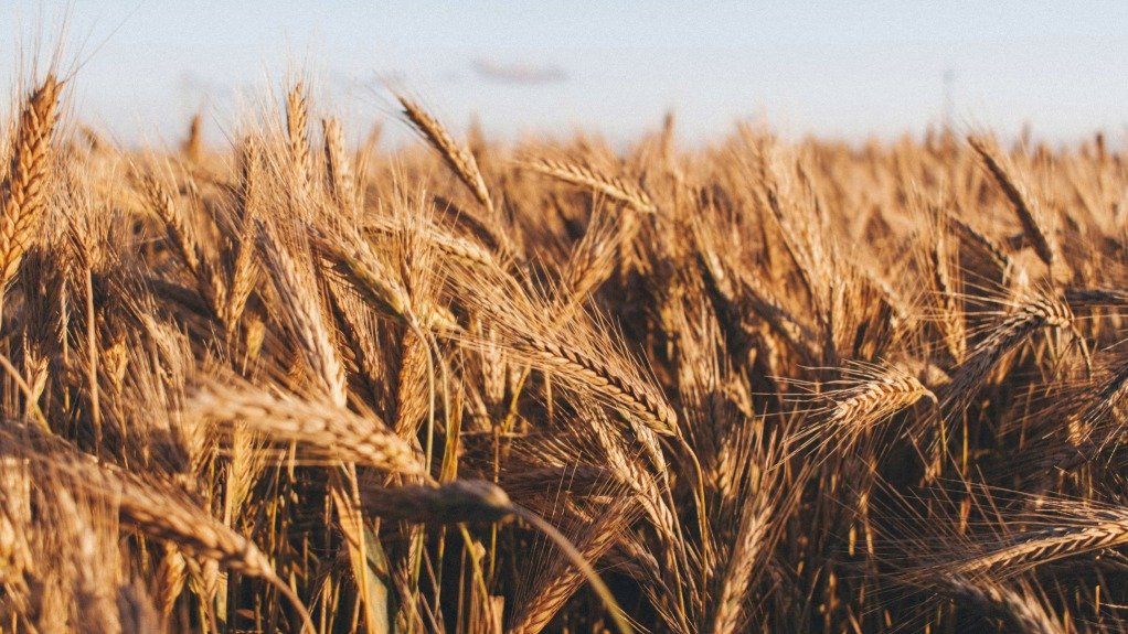 Wheat farm
