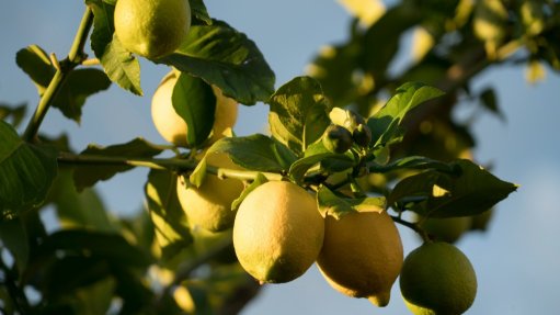 Lemons