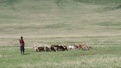 Cattle in field
