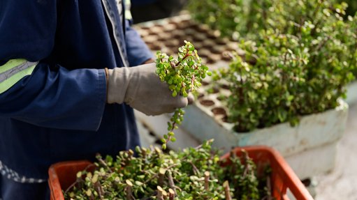 A person preparing spekboom cuttings
