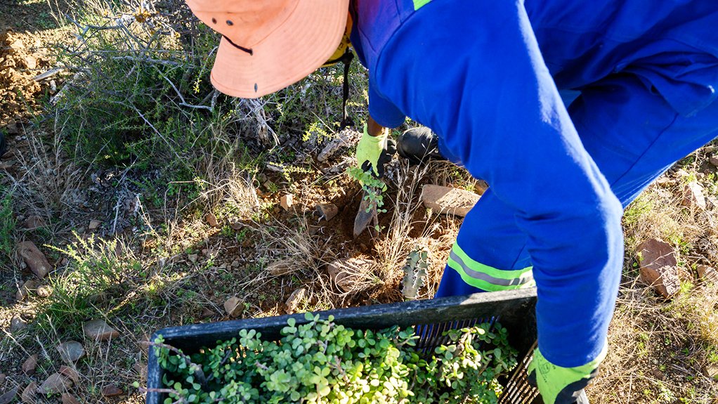 Planting the cuttings