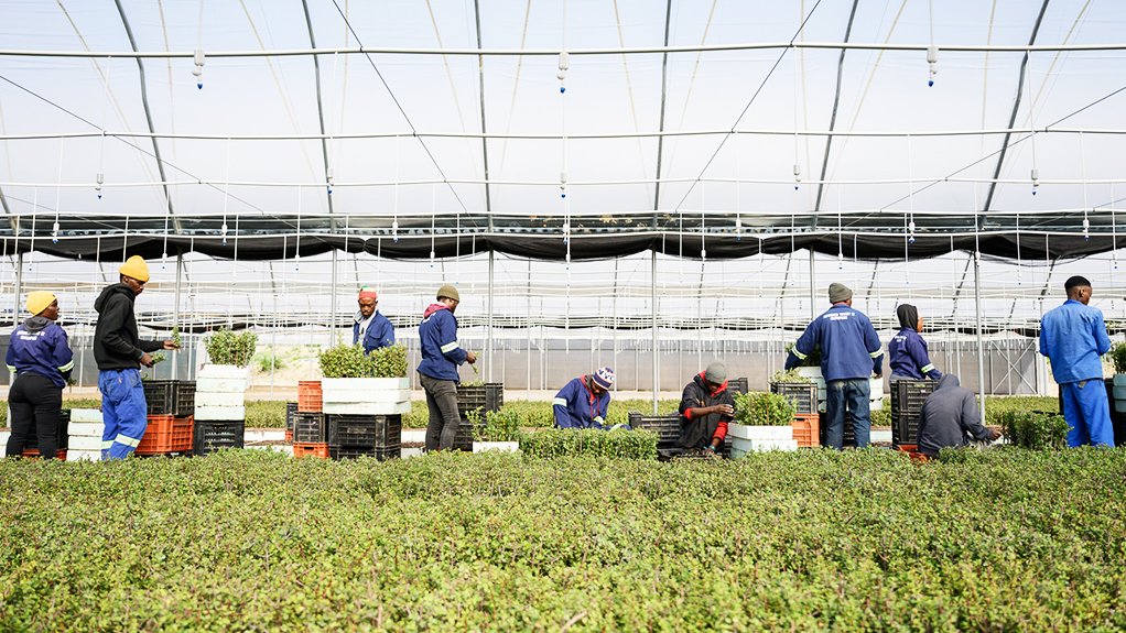 Inside the greenhouse