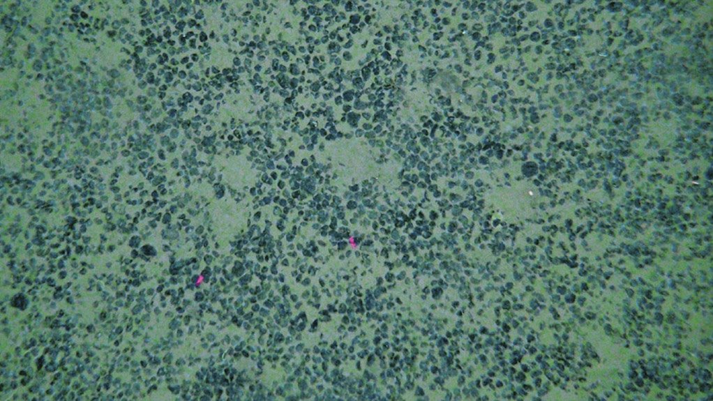 Cook Islands manganese nodules on seabed