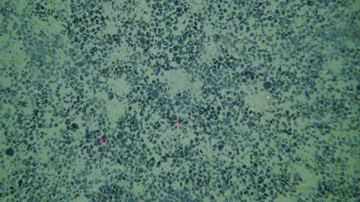 Cook Islands manganese nodules on seabed