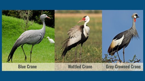 Organisations ask South Africans to help it collect data for national crane census
