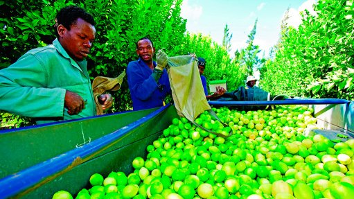 Lemon pickers at work