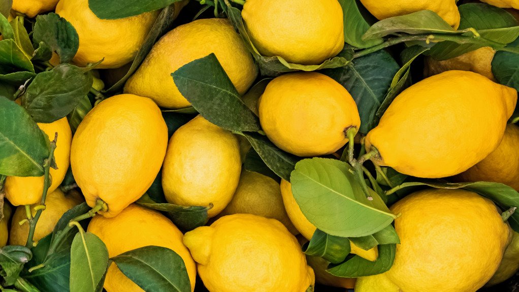 Harvested lemons