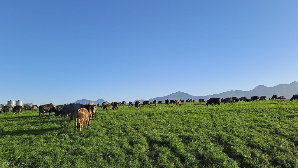 Cattle on farm