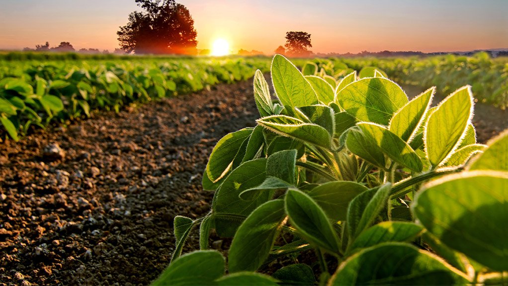 Soybean field