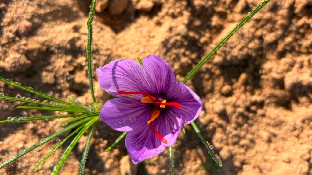 The Saffron flower, with the three stigmas to be harvested visible in the centre