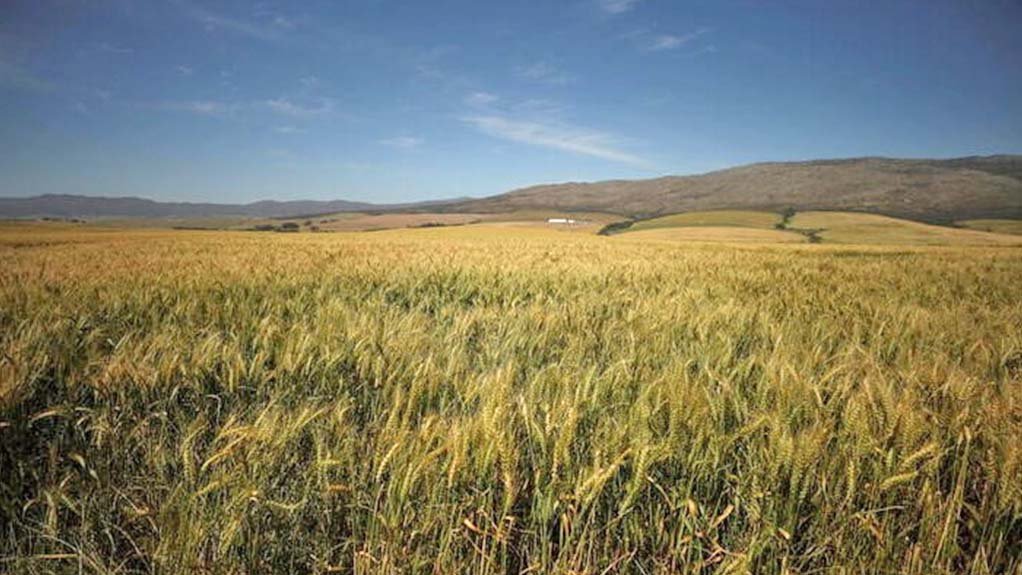 A field of wheat