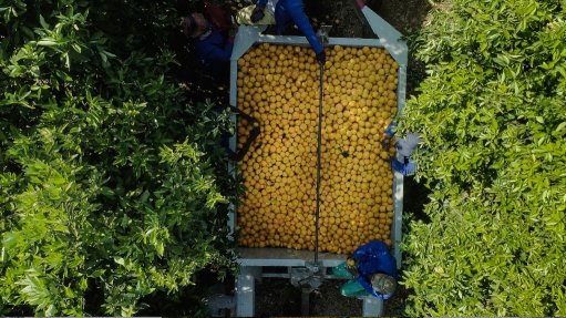 Oranges