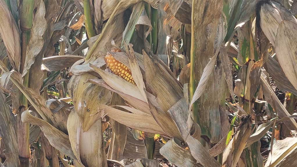 Corn