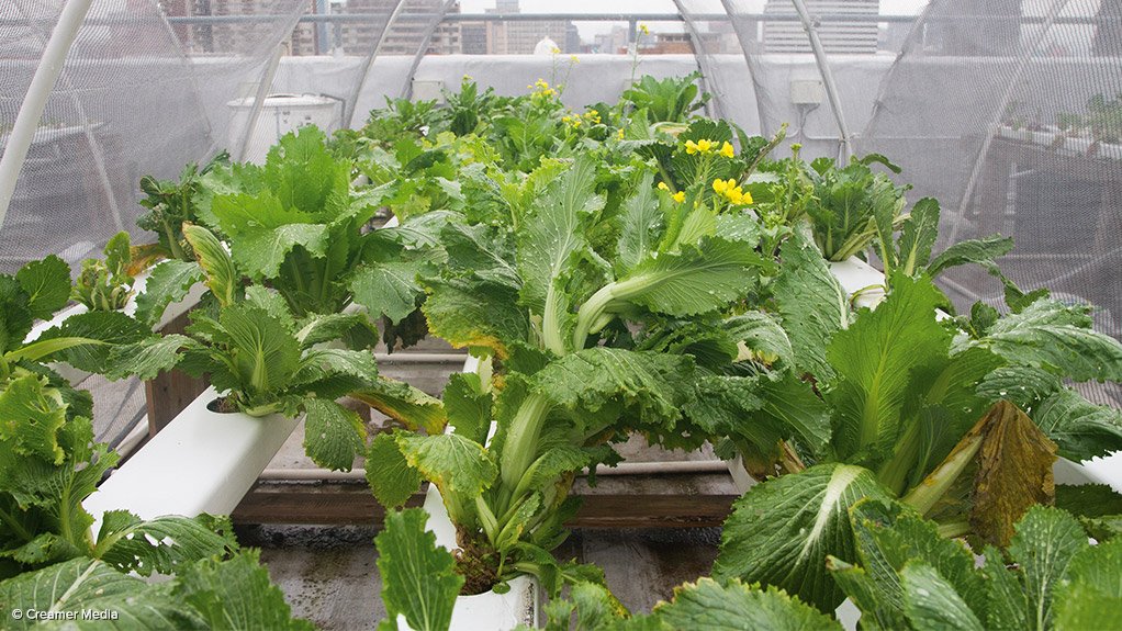 Rooftop garden