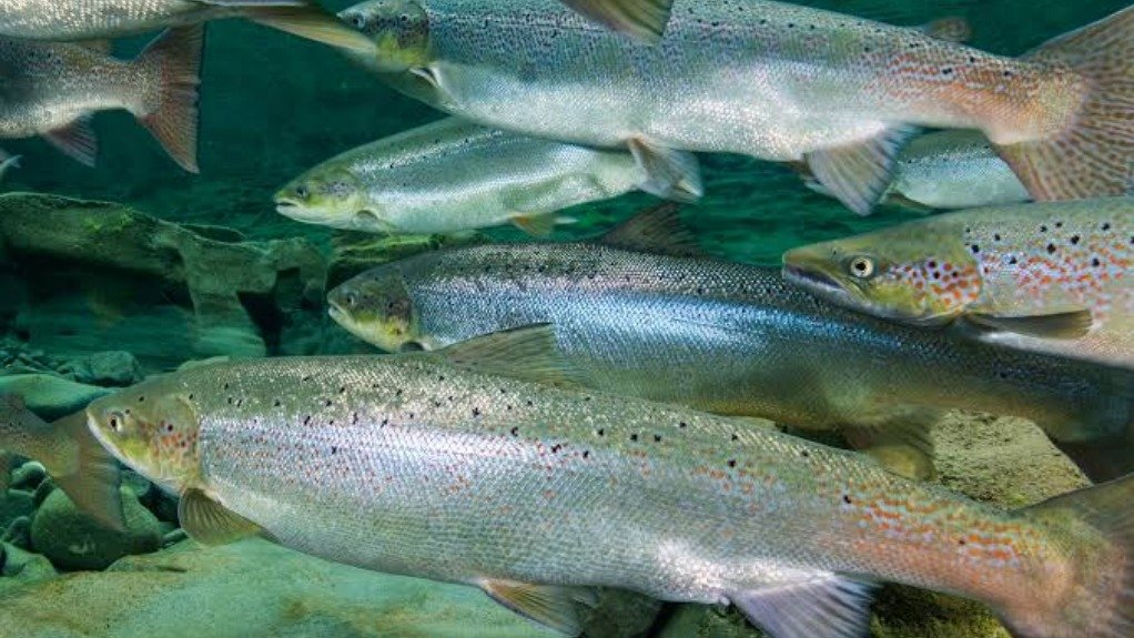 Atlantic salmon