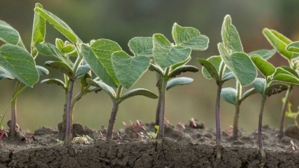 The Hidden Economic Power of Healthy Soils