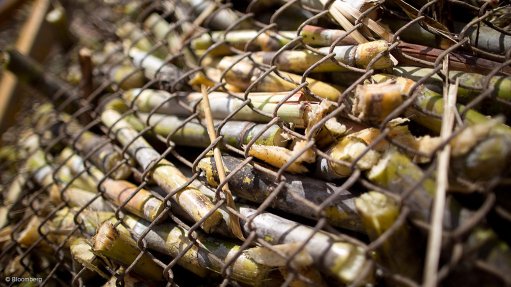 Sugarcane in container