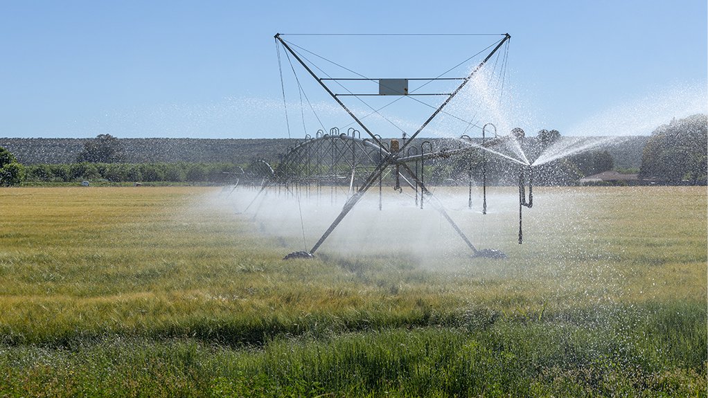 A field of wheat under irrigation