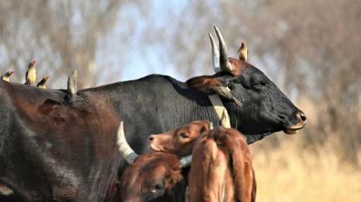cattle