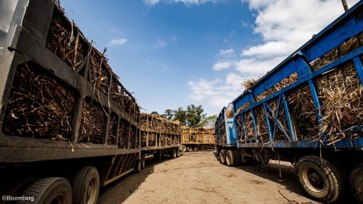 Trucks transporting sugarcane