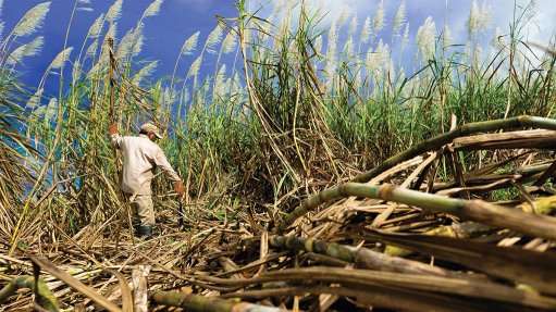 Sugar harvesting
