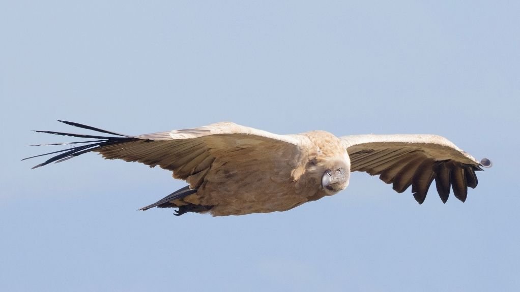 THE CAPE VULTURE
BirdLife South Africa says that 10% of bird life fatalities recorded at 33 wind facilities involved species of conservation concern