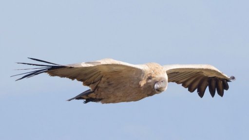 THE CAPE VULTURE
BirdLife South Africa says that 10% of bird life fatalities recorded at 33 wind facilities involved species of conservation concern