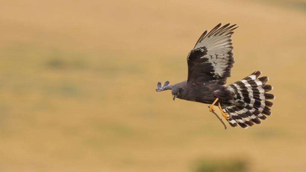 WORKING TOGETHER
With wind energy's continued impacts on birds, BirdLife South Africa remains committed to working with industry, government and other stakeholders to resolve these challenges