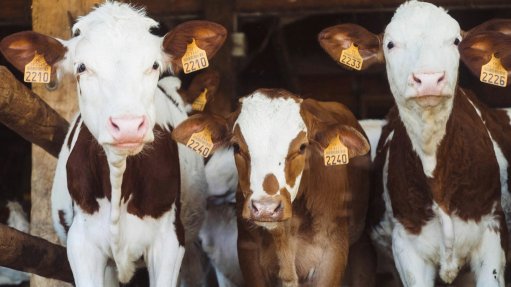 Cattle with tags