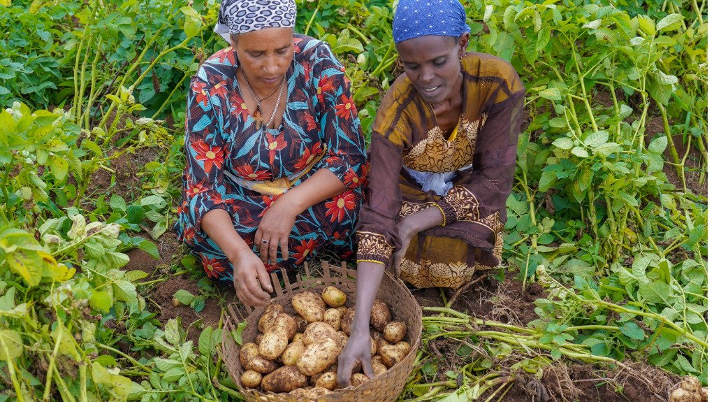 Two Ethiopian women in an agricutural setting in front of a basket of freshly harvested potatoes