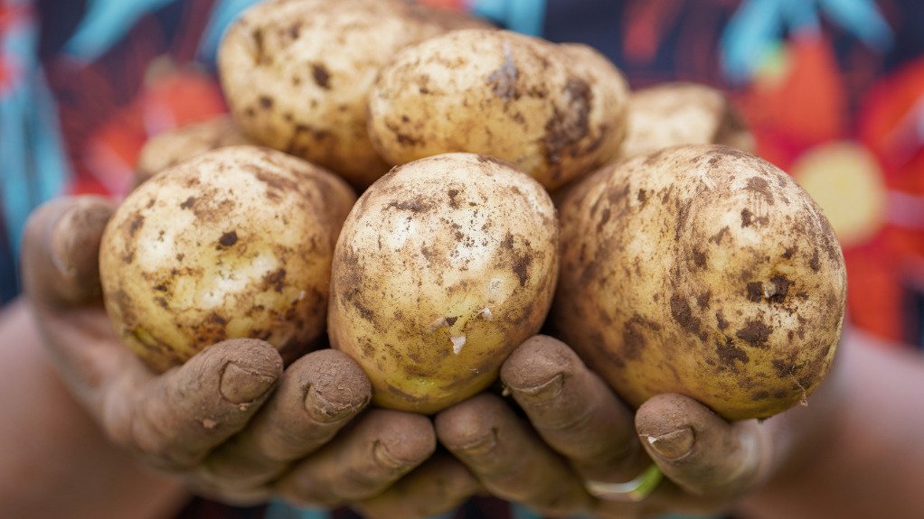 A bunch of potatoes being held in hands
